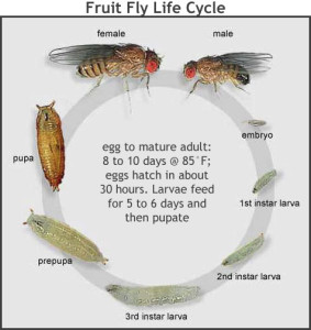 Life cycle FruitFly3