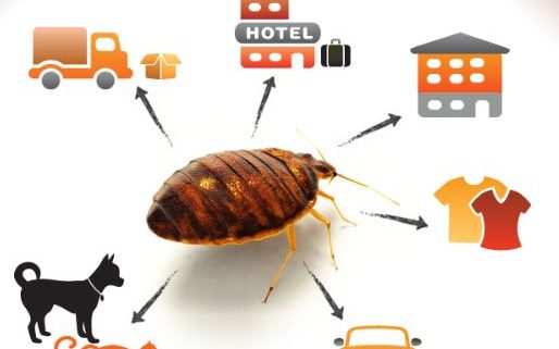 La King Bed Bug Service Los Angeles