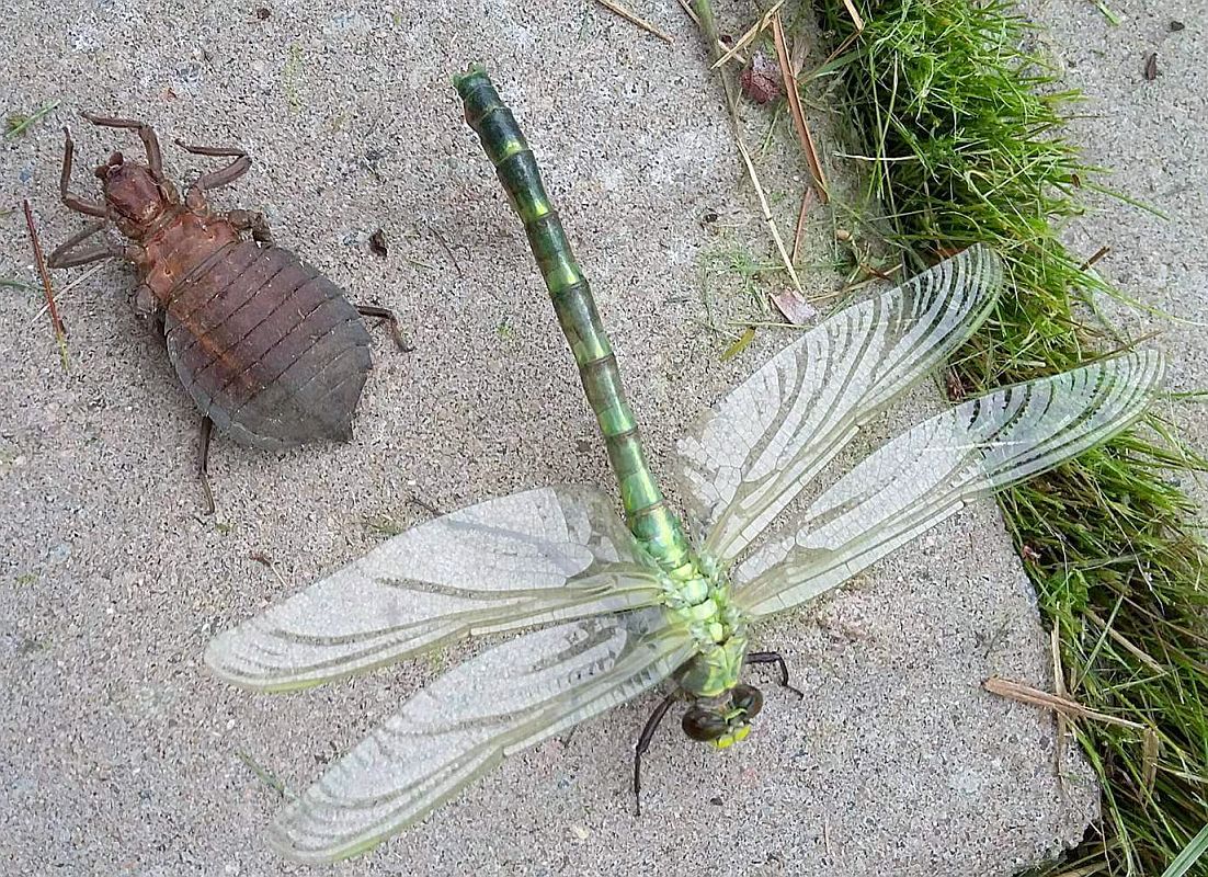 dragonfly nymph