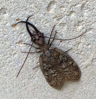 dobsonfly male
