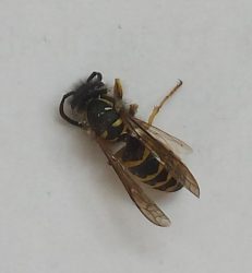 Yellowjacket wasp