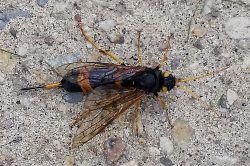 Wood Wasp