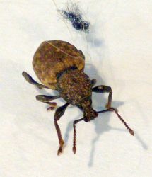 broad-nose/short-snouted weevil