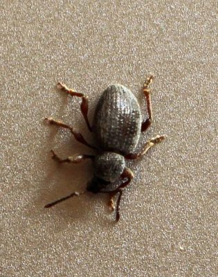 broad-nose/short-snouted weevil