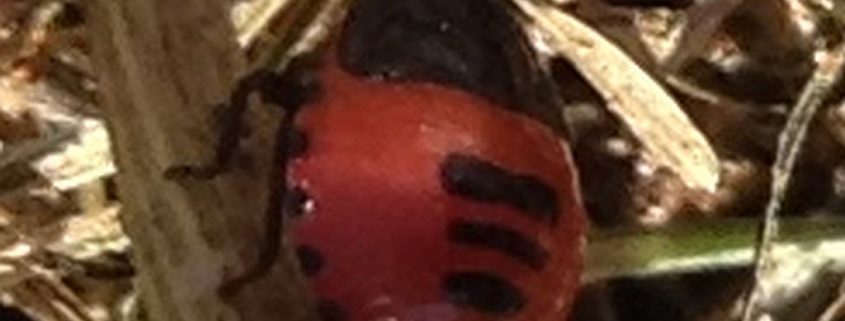 white-margined burrower bug nymph