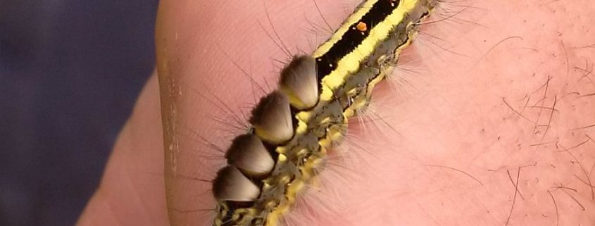 Tussock moth caterpillar