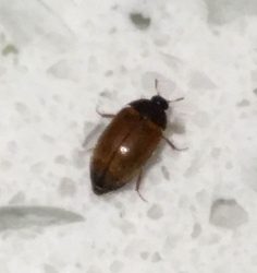 Dermestid Beetle