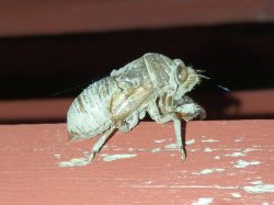 nymph or exoskeleton of a nymph of a cicada
