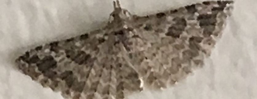 moth in the family Alucitidae