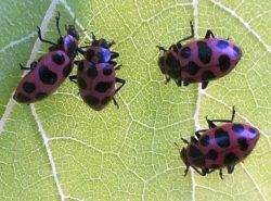 Pink spotted lady beetles