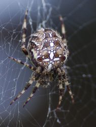 very common and widespread orb weaver species