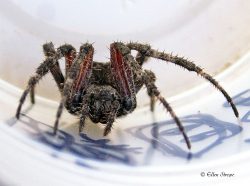 female orb-weaving spider