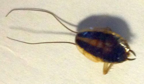 nymph of a cockroach