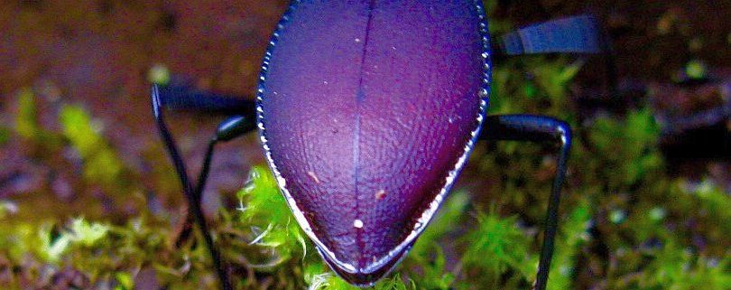 Snail eating ground beetle