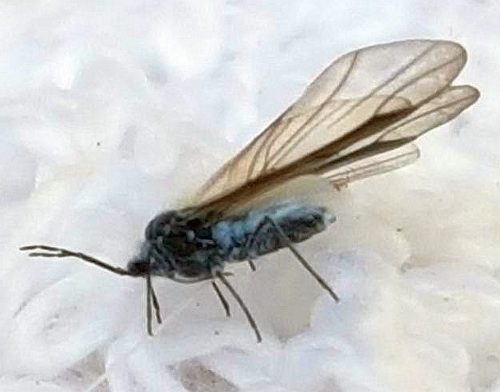 woolly aphid