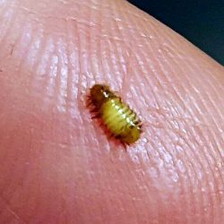 Dermestidae Beetle Larva