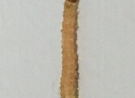 Indian meal moth caterpillar
