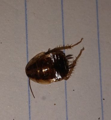 cockroach nymph