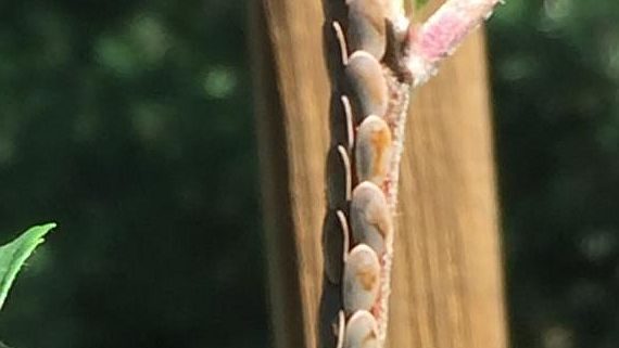 Katydid eggs