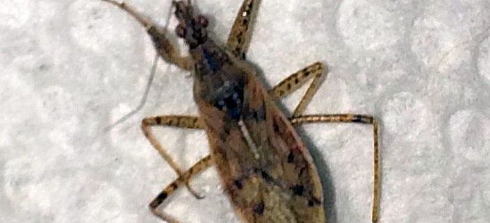 damsel bug