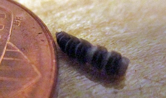 fragment of a dead insect