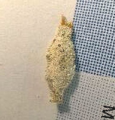 Casebearer larva
