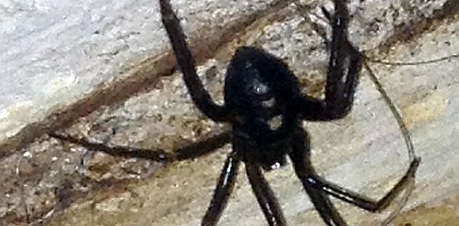 western black widow spider