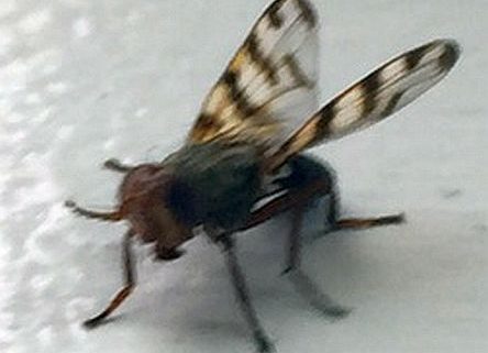 picture-wing fly