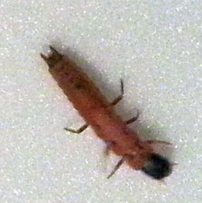 scarlet malachite beetle larva