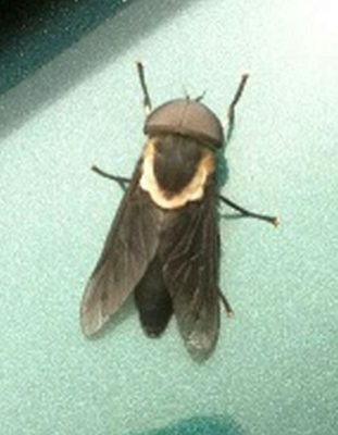male horse fly