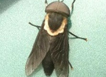 male horse fly