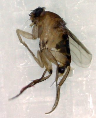 scuttle fly
