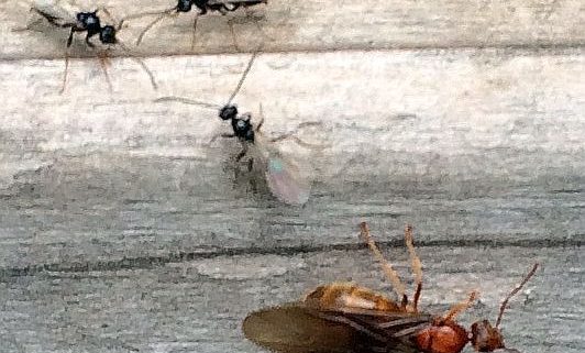 Female and male ants
