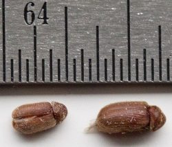 drugstore beetles