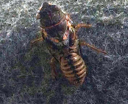nymph of a cicada