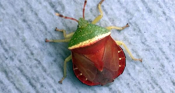 stink bug