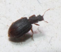 minute brown scavenger beetle