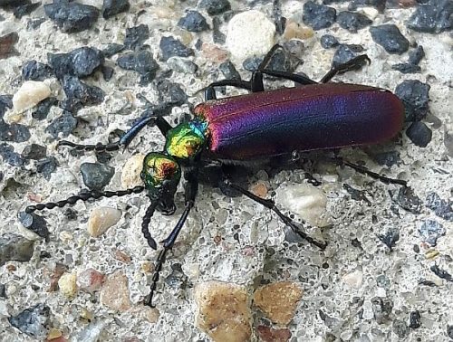 Nuttall’s blister beetle