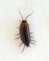 Sow bugs in cottage