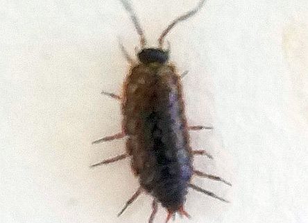 Sow bugs in cottage