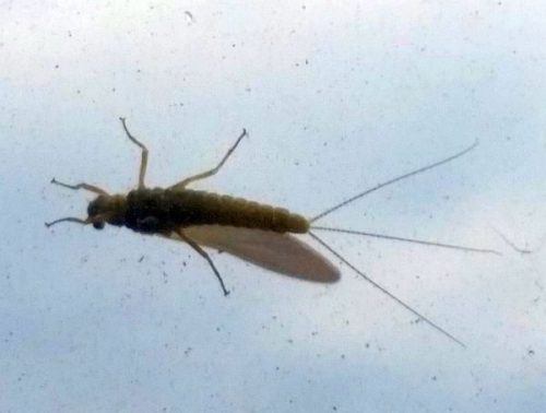 Mayfly