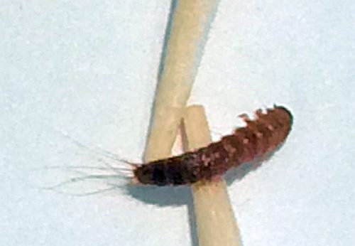 Dermestid beetle larvae