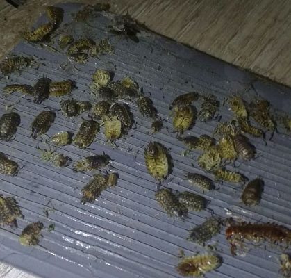 Sow bugs