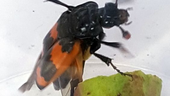 sexton/burying beetle