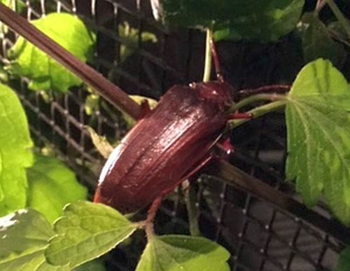 long-horned wood-boring beetle