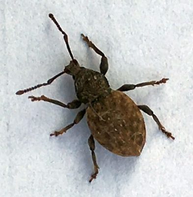 short-snouted/broad-nosed weevil