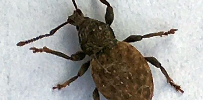 short-snouted/broad-nosed weevil