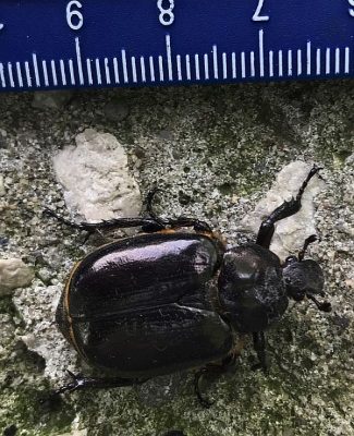 scarab beetle
