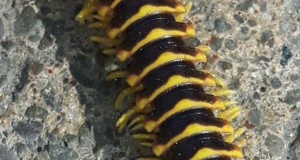 flat-backed millipede