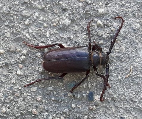 long-horned wood-boring beetle
